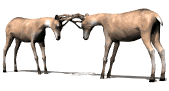 deerfight